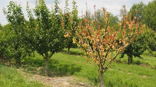 Baum mit vertrockneten Blättern
