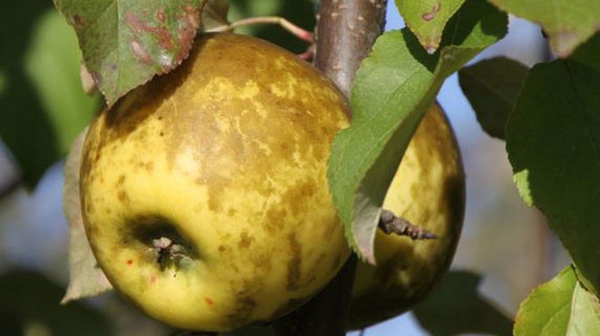 Regenfleckenkrankheit bei Apfel und Birne