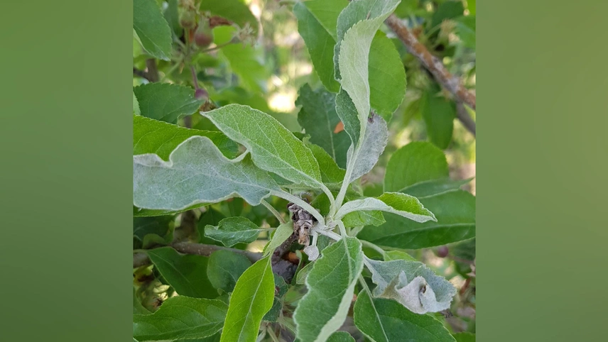 Mehltaubefallener Apfeltrieb