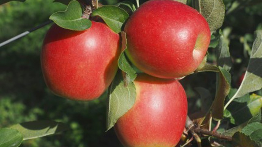 Fruchtausdünnung: Überzählige Früchte entfernen