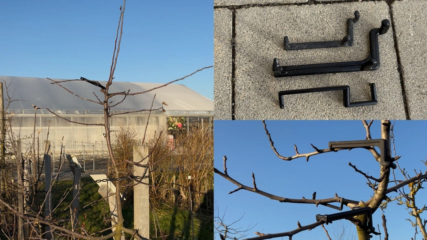 Astklammern eingesetzt in einem Baum