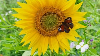 Dem Boden etwas Gutes gönnen!