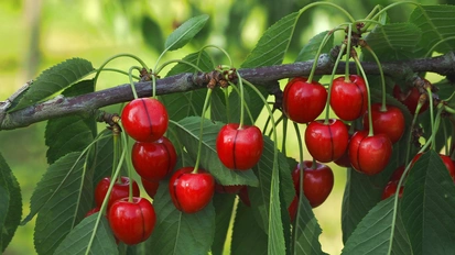 Natalie, die Fränkische Kirsch ist jetzt erntereif