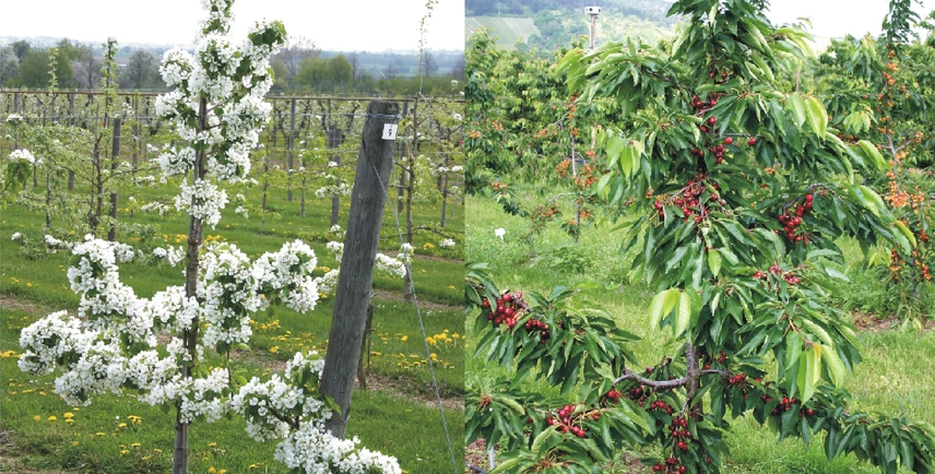Obstbaumschnitt Spindel