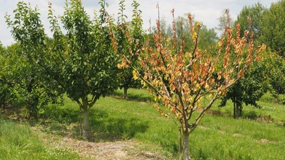 Baum mit vertrockneten Blättern