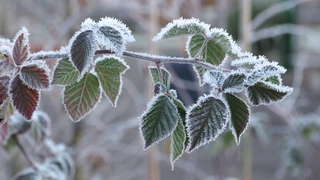 Obstbäume in Töpfen vor Winterfrost schützen
