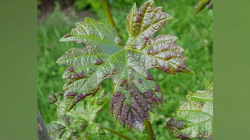 Blattgallmilbe