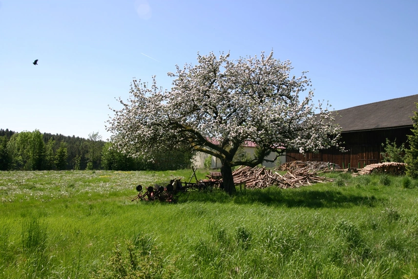 Alter Obstbaumhochstamm mit Blüten