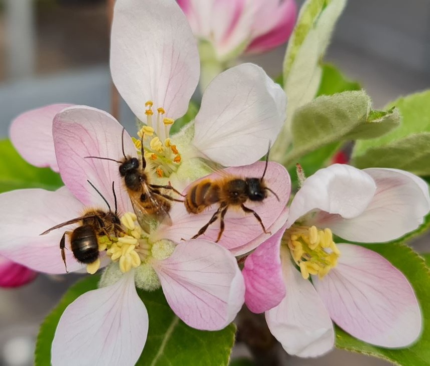 Rote Mauerbienen an Blüten der Apfelssorte ‘Winterzauber’