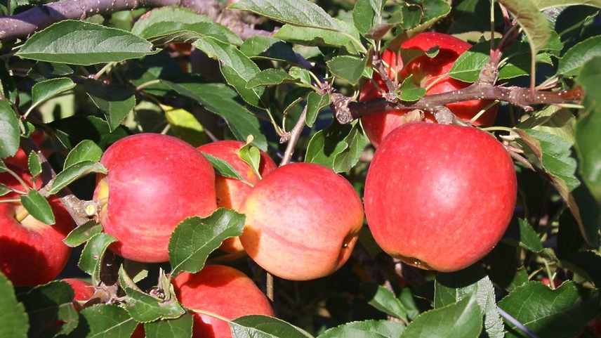 Optimalen Pflücktermin bei Äpfel und Birnen erkennen