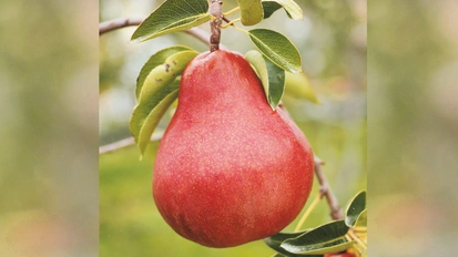 Birnensorte ‘Alessia’