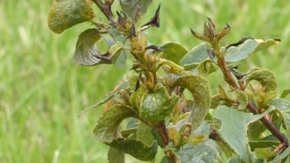 Schadsymptome von Weichhautmilben an den Trieben von Zwetschgen
