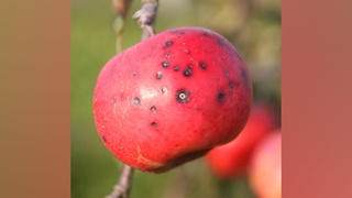 Marssonina-Fruchtsymptome beim Apfel