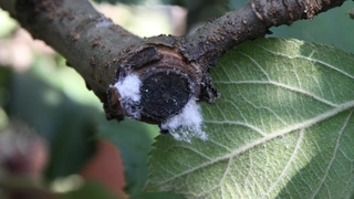 Blutlauskolonie an Schnittstelle