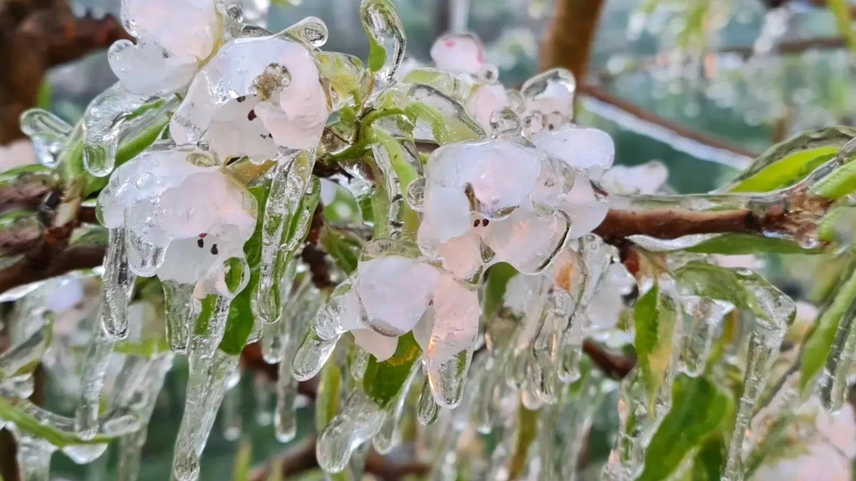 Frostschutz der Obstblüte