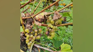 Falscher Mehltau (Peronospora) an weißer Tafeltraube 'Arcadia'