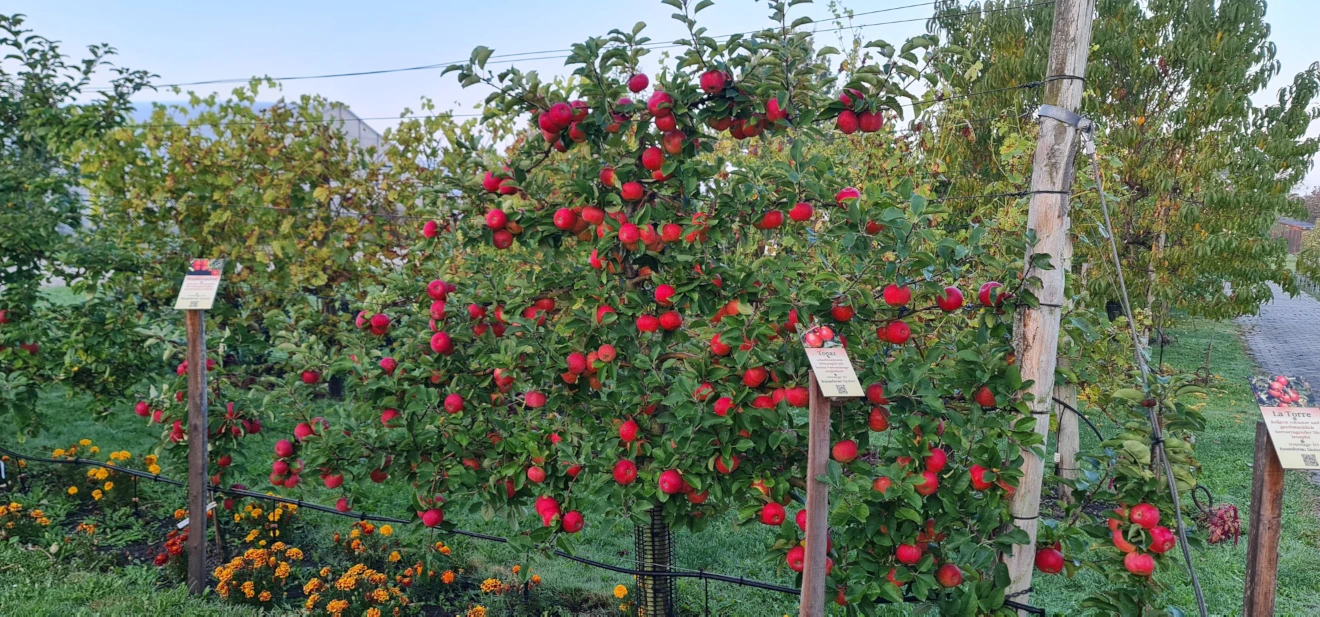 Apfelbaum mit roten Äpfeln der Sorte Topaz im Bayerischen Obstzentrum